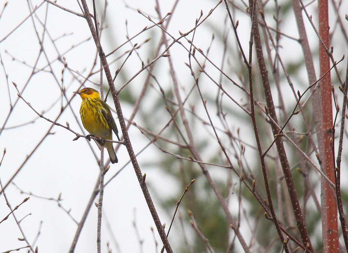 Cape May Warbler - ML637166278