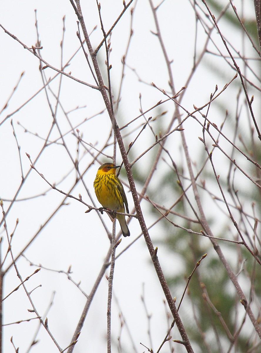 Cape May Warbler - ML637166279