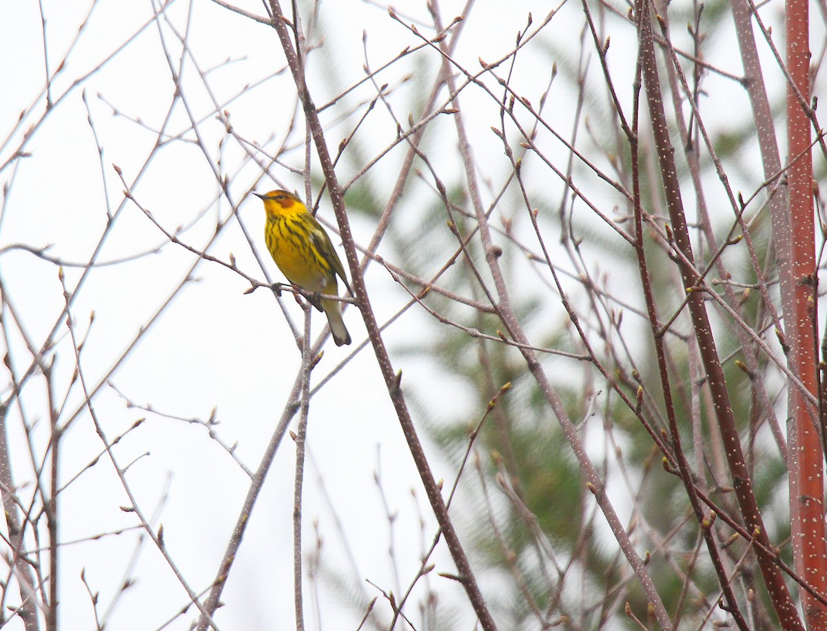 Cape May Warbler - ML637166280