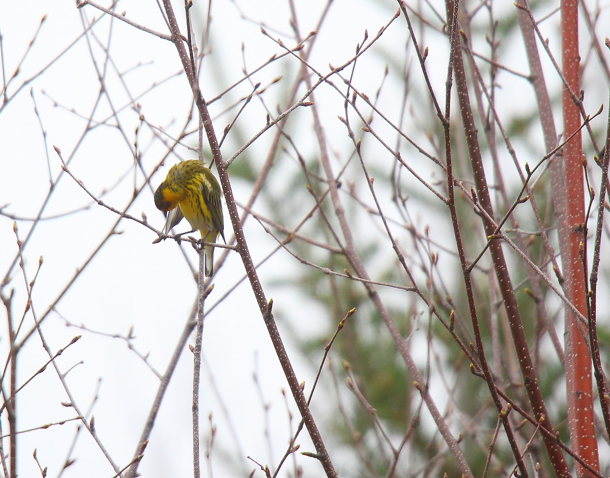 Cape May Warbler - ML637166281