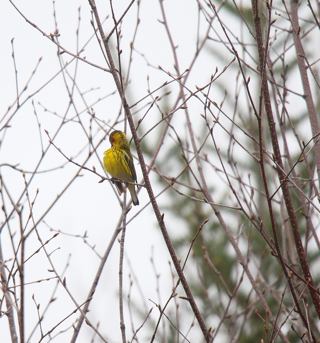Cape May Warbler - ML637166282