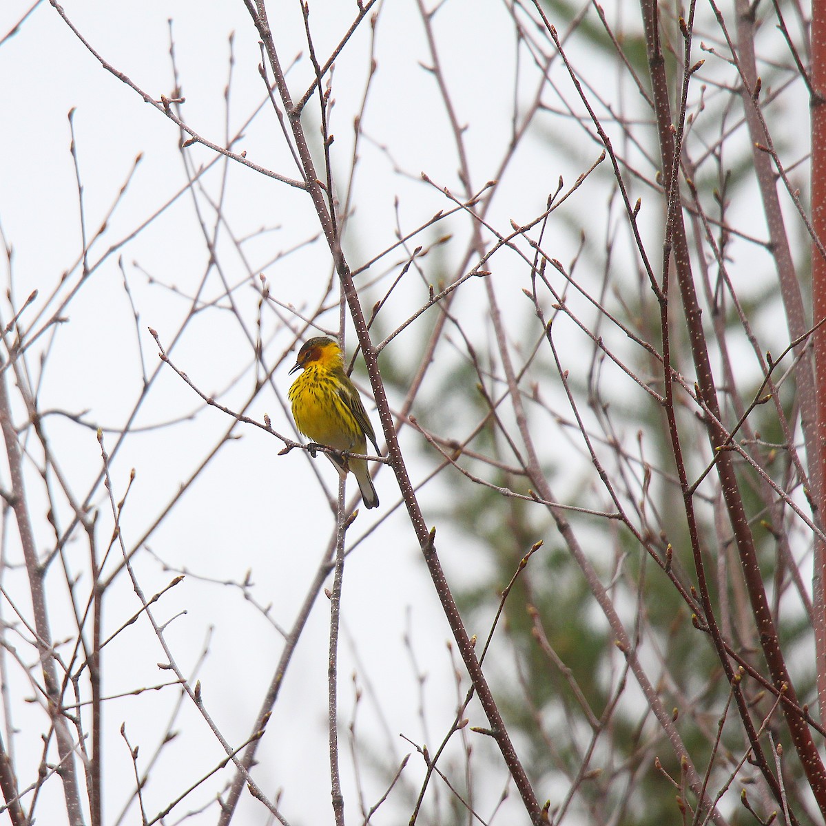 Cape May Warbler - ML637166285