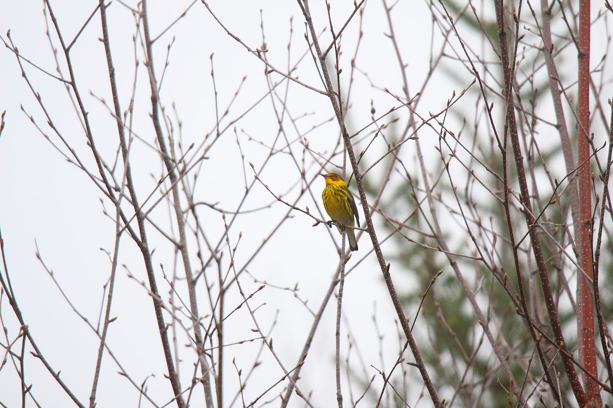 Cape May Warbler - ML637166287
