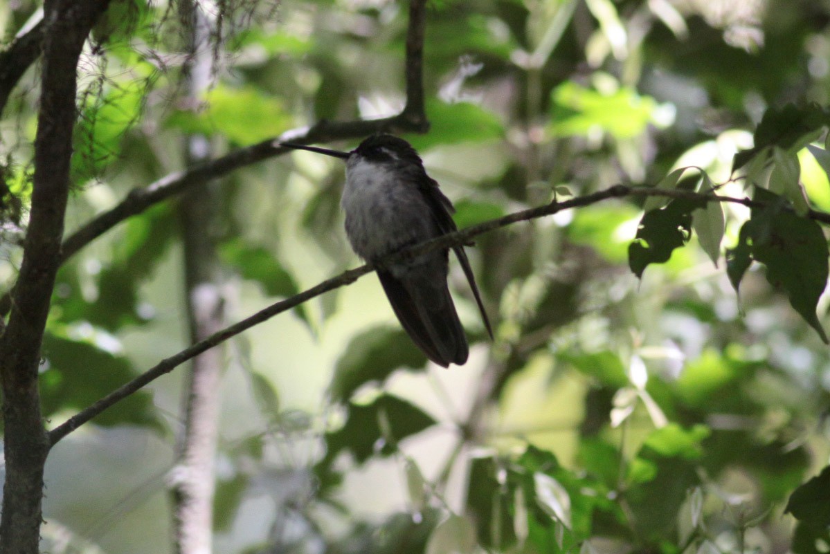 Colibri vert-d'eau - ML63716631