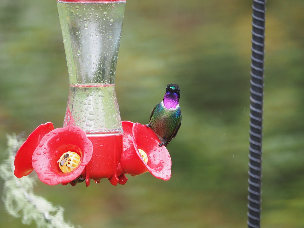 Longuemare's Sunangel - ML637166312