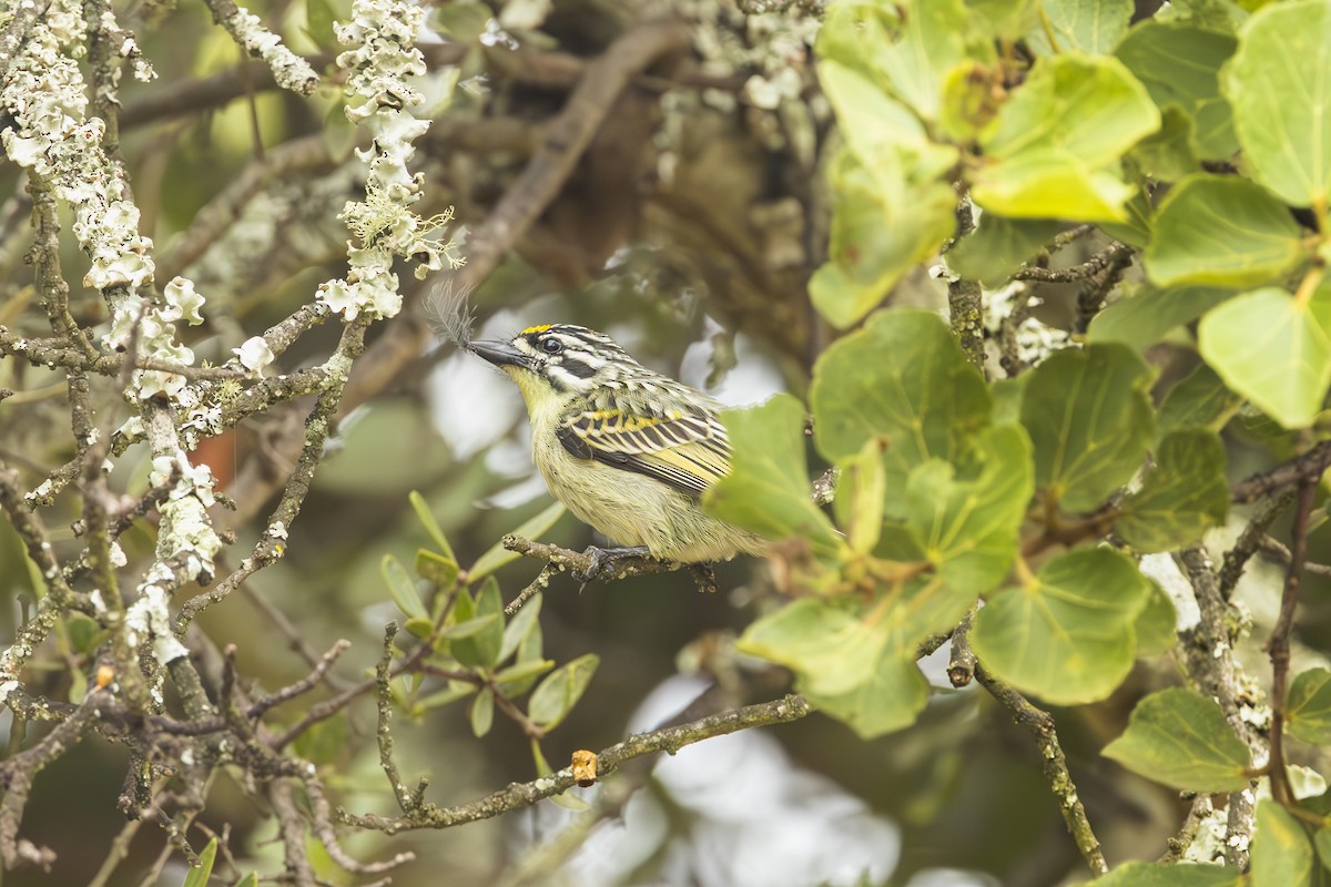 Yellow-fronted Tinkerbird - ML637166334