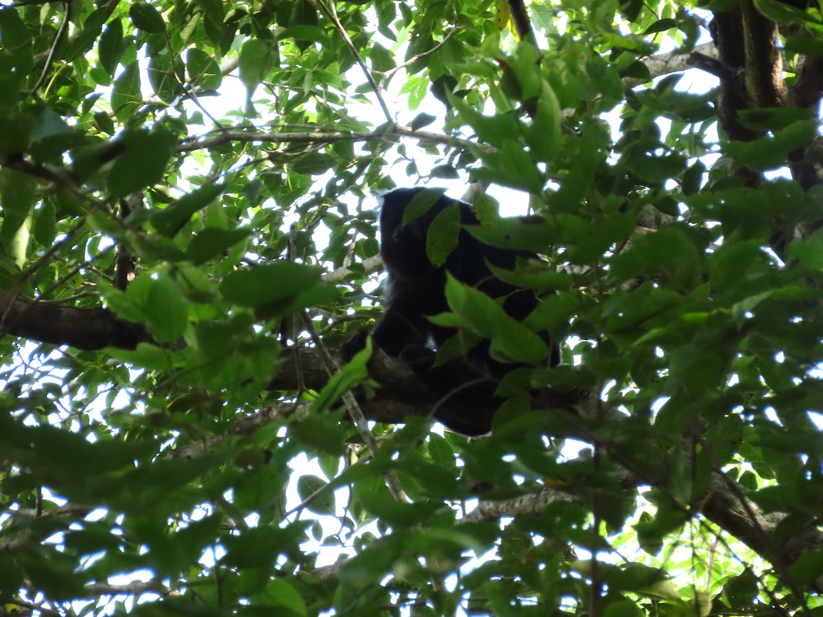 懶吼猴 - ML637166415