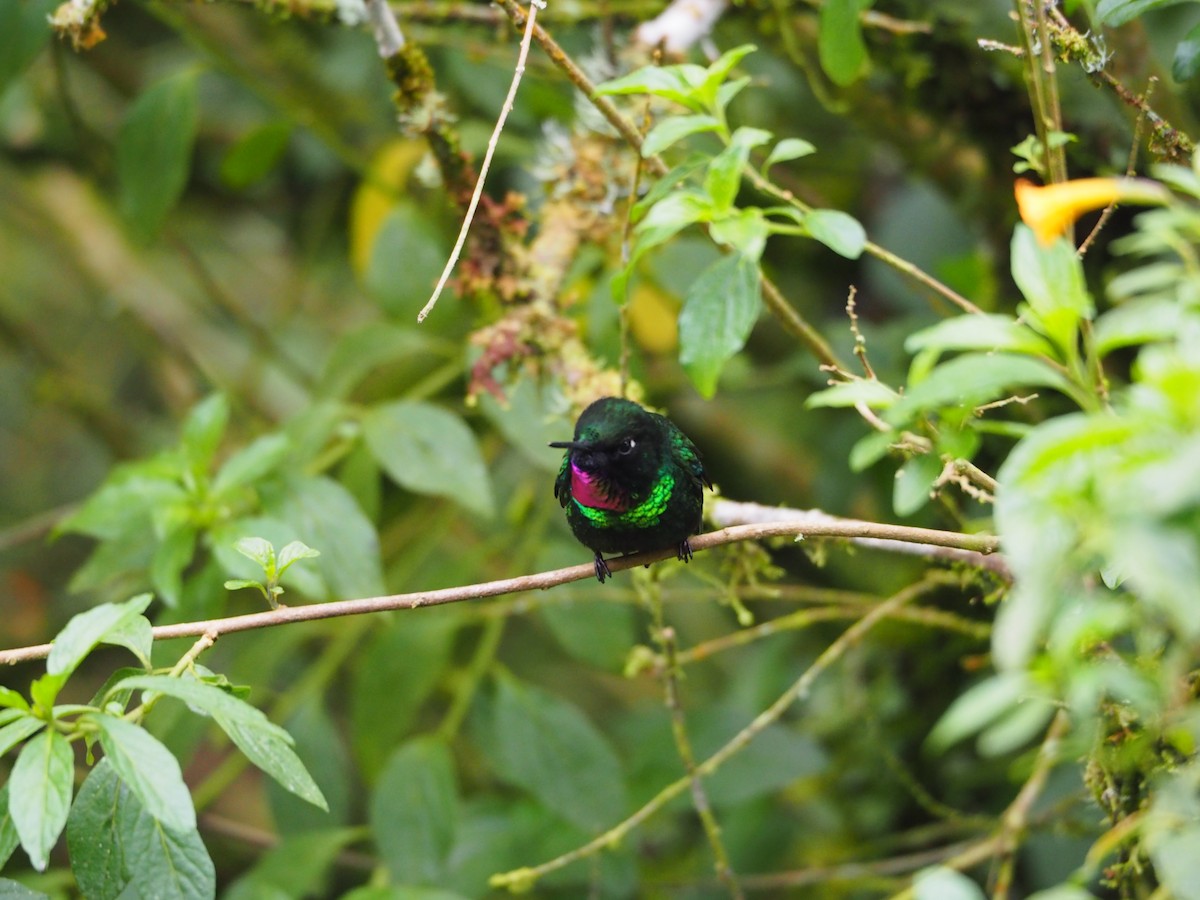 Tourmaline Sunangel - ML637166416