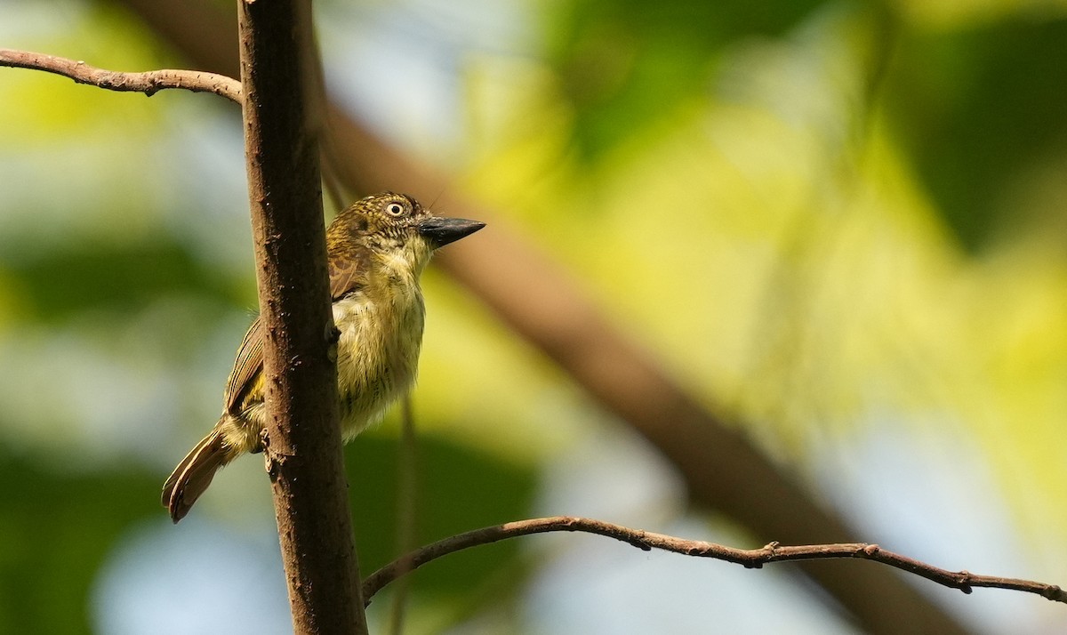 Speckled Tinkerbird - ML637166422