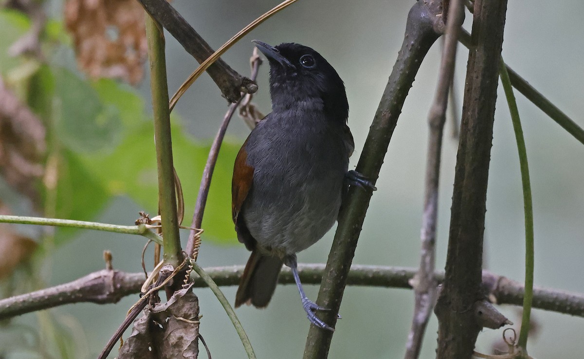 Rwenzori Hill Babbler - ML637166441