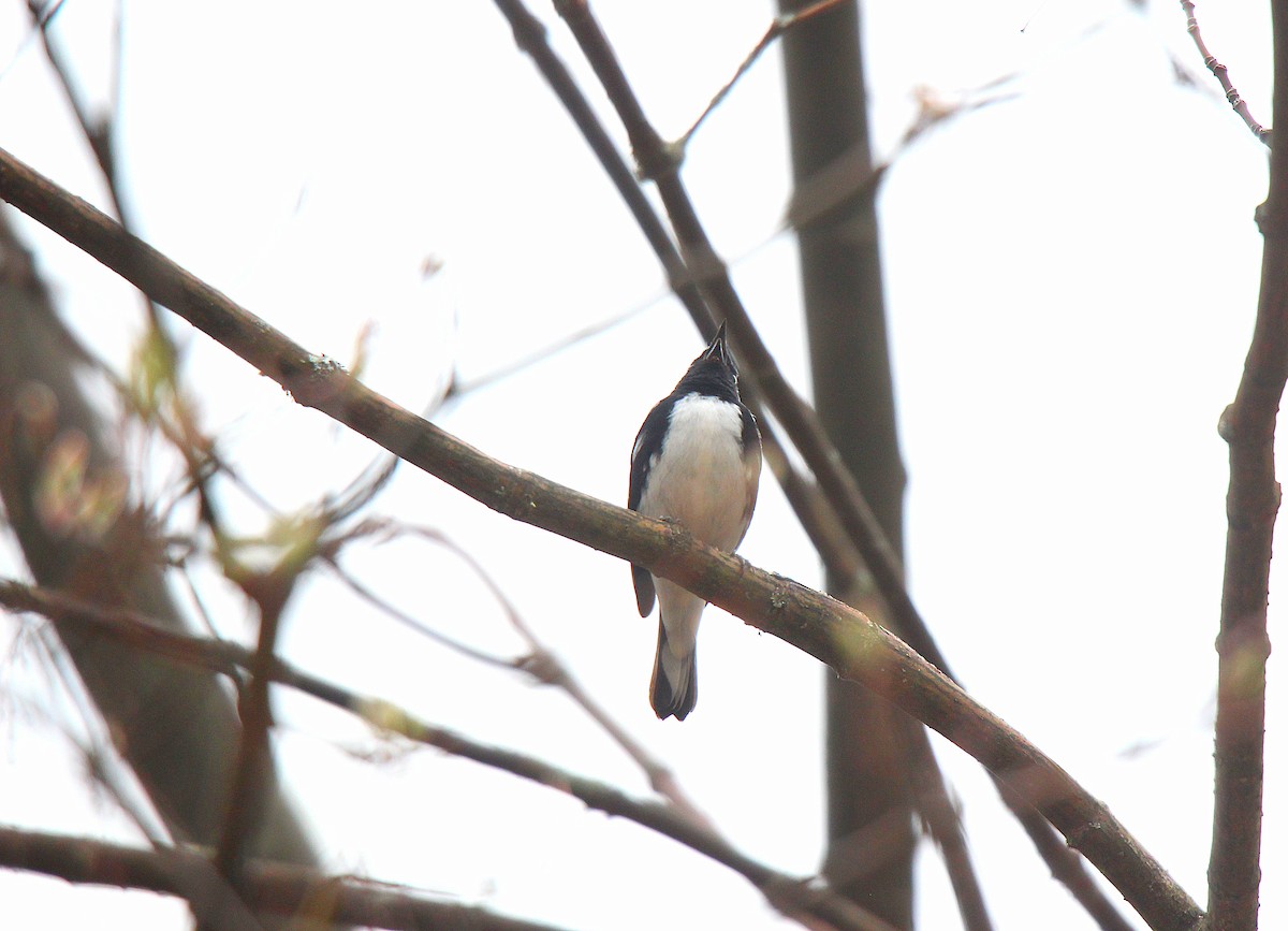 Paruline bleue - ML637166456