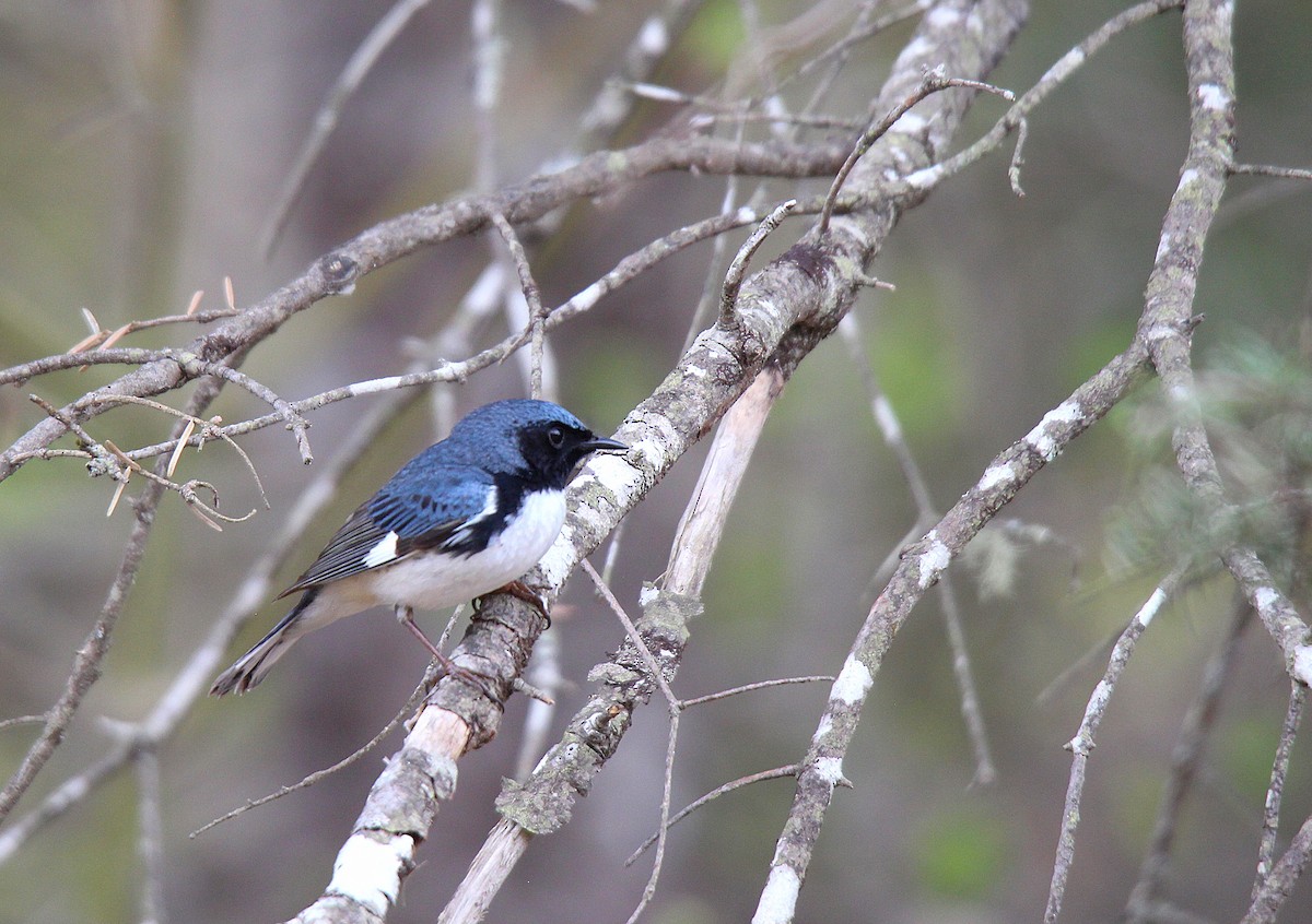 Paruline bleue - ML637166458