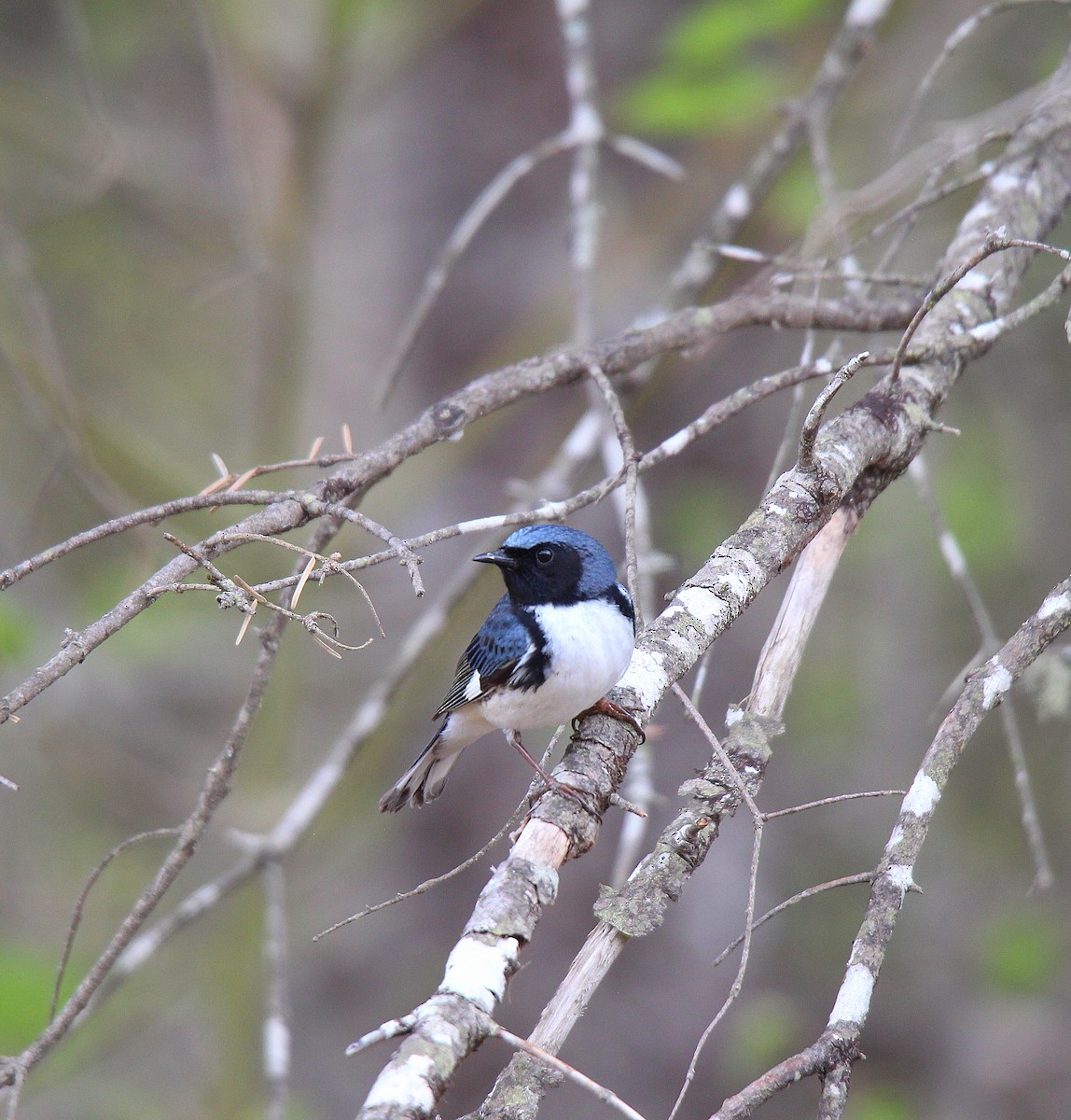 Paruline bleue - ML637166459