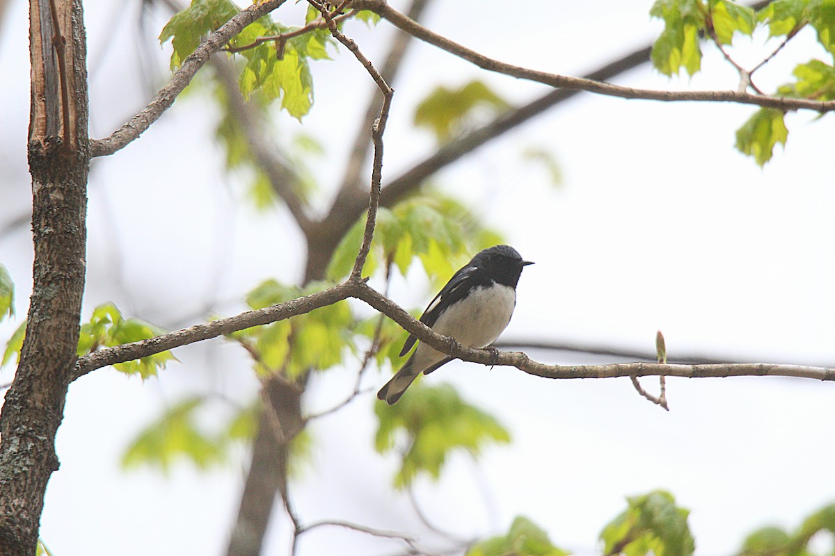 Paruline bleue - ML637166461