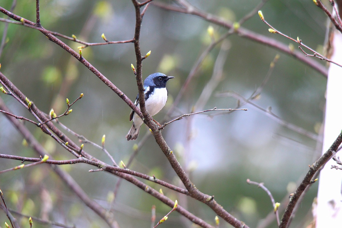 Paruline bleue - ML637166462