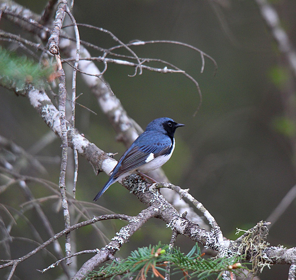 Paruline bleue - ML637166463