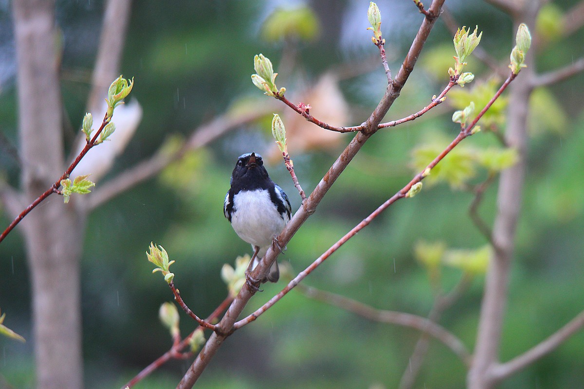 Paruline bleue - ML637166464