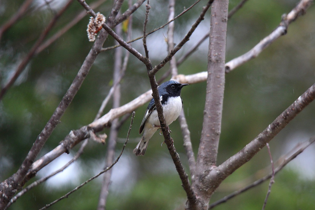 Paruline bleue - ML637166465