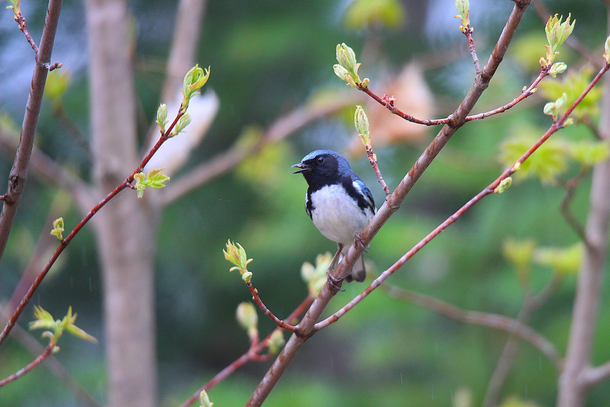 Paruline bleue - ML637166466
