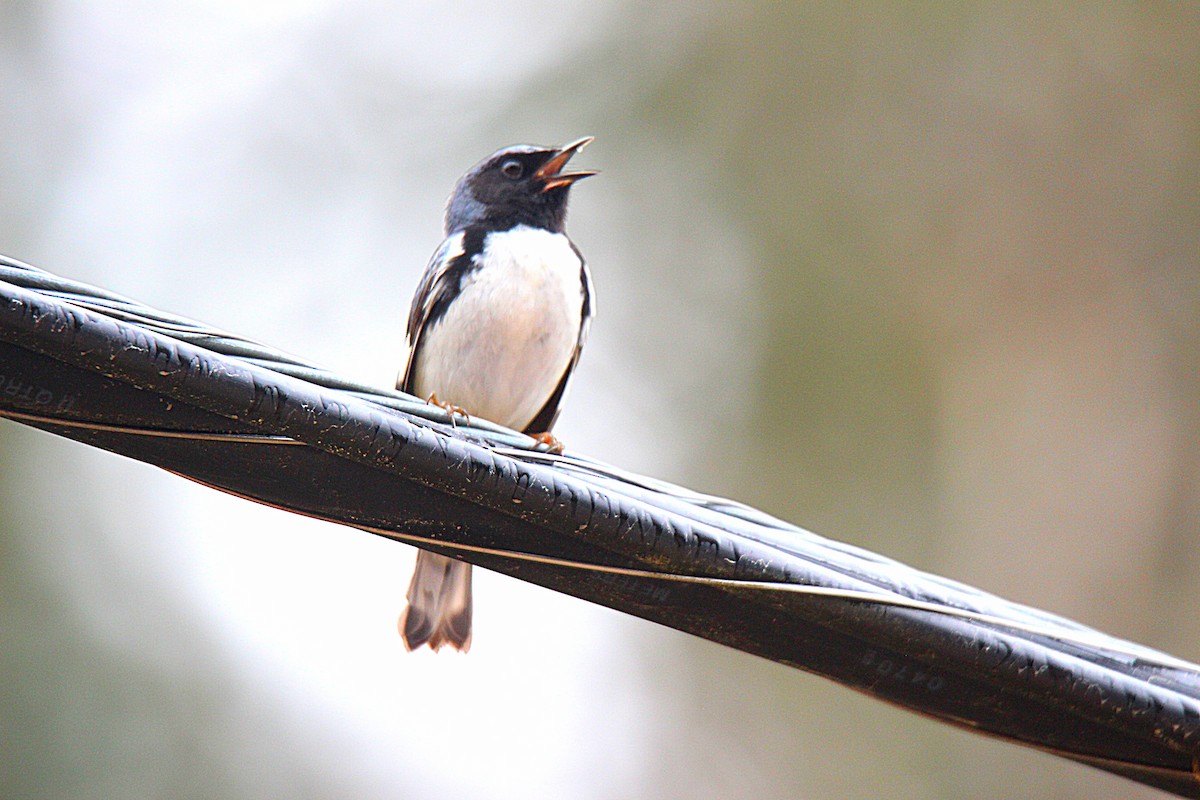 Paruline bleue - ML637166469