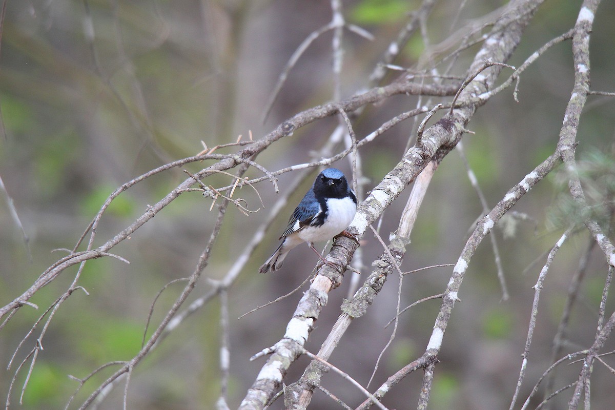 Paruline bleue - ML637166470