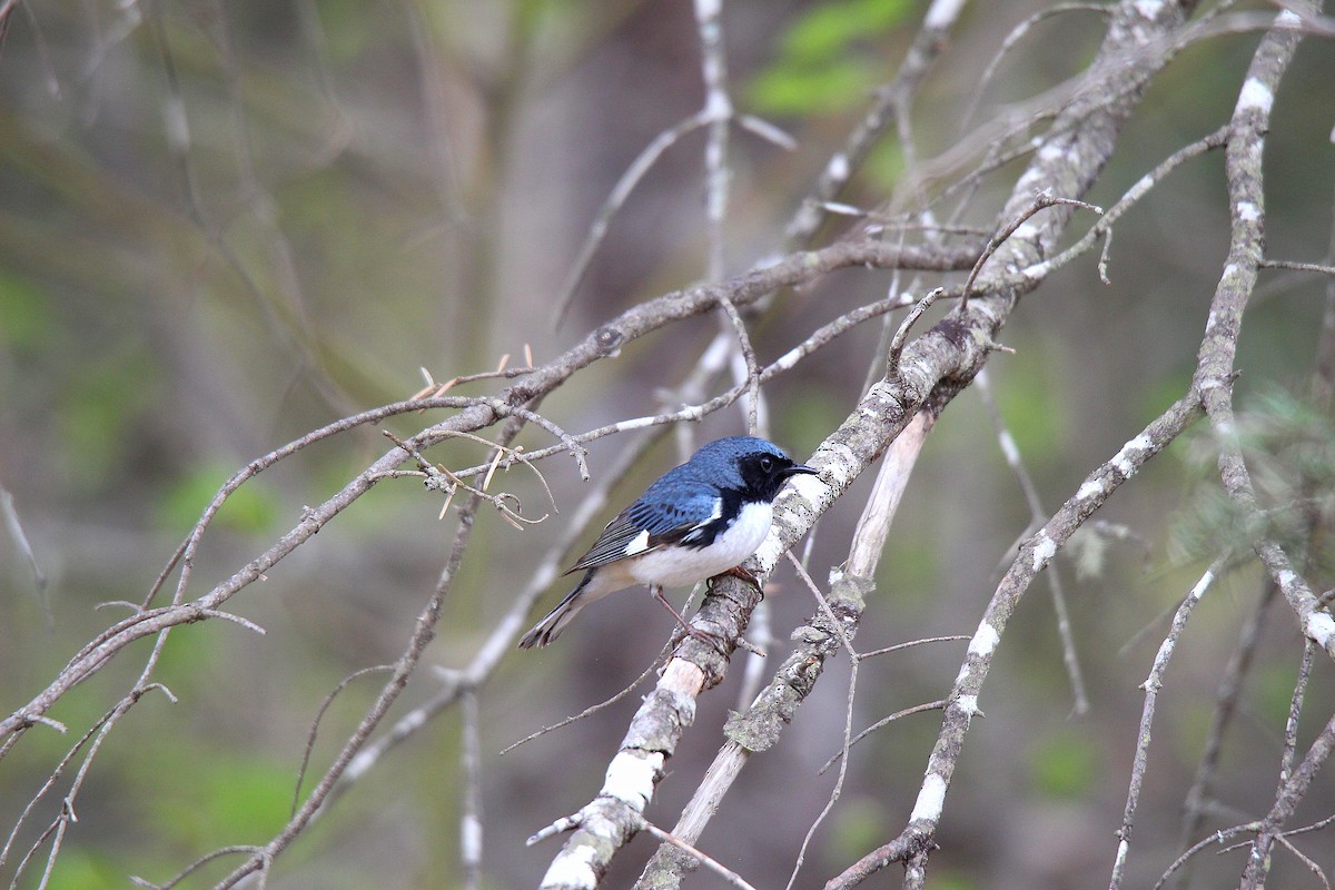 Paruline bleue - ML637166471