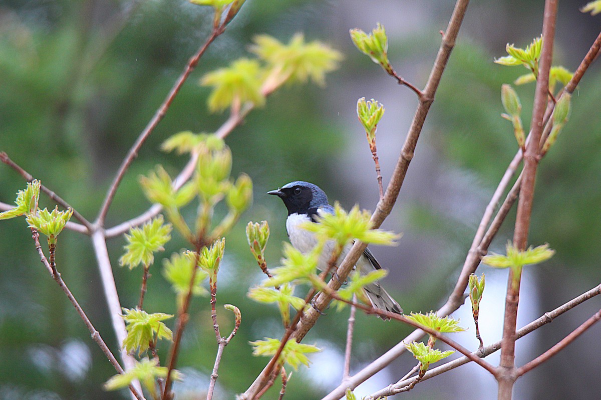 Paruline bleue - ML637166472