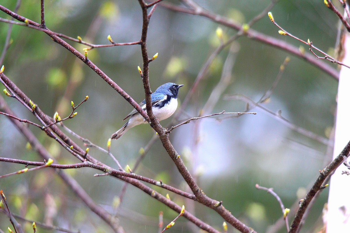 Paruline bleue - ML637166473