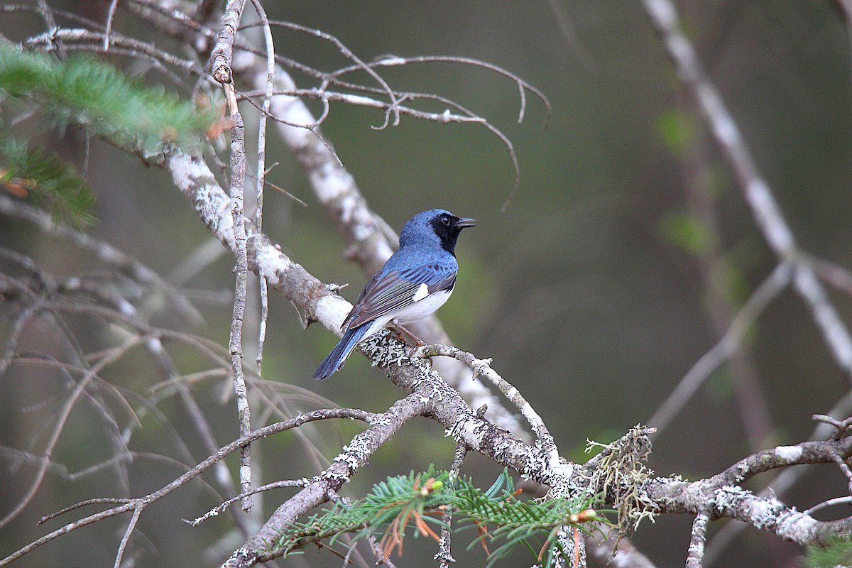 Paruline bleue - ML637166475