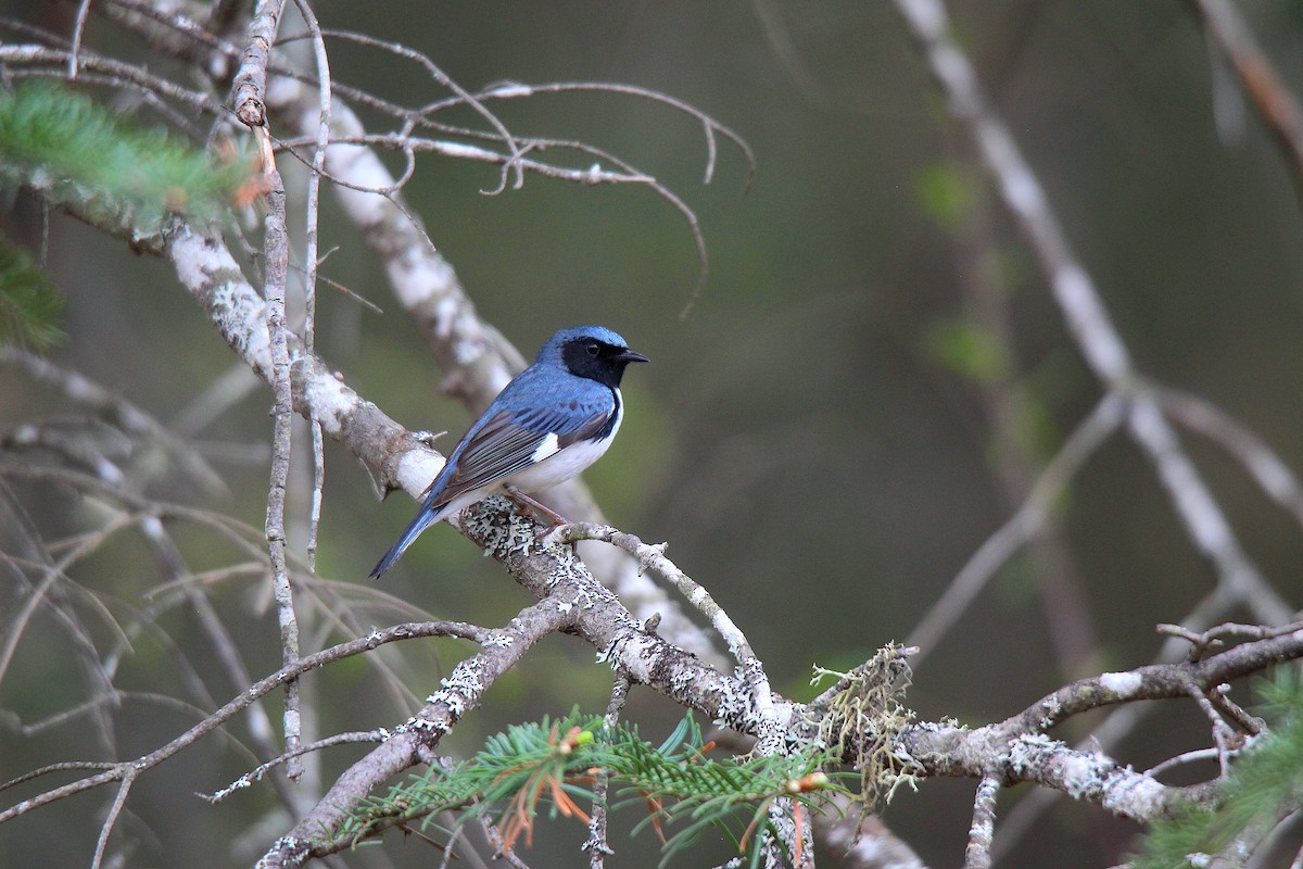 Paruline bleue - ML637166476