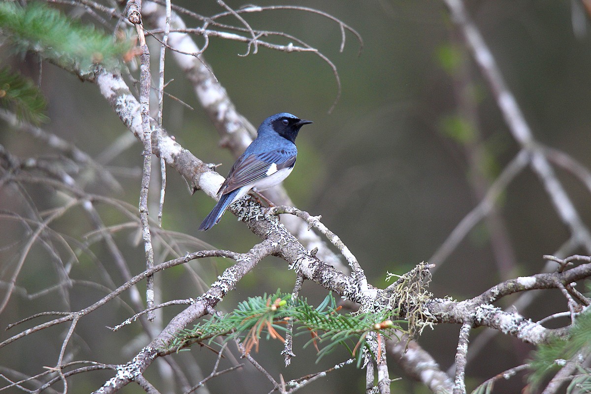 Paruline bleue - ML637166477