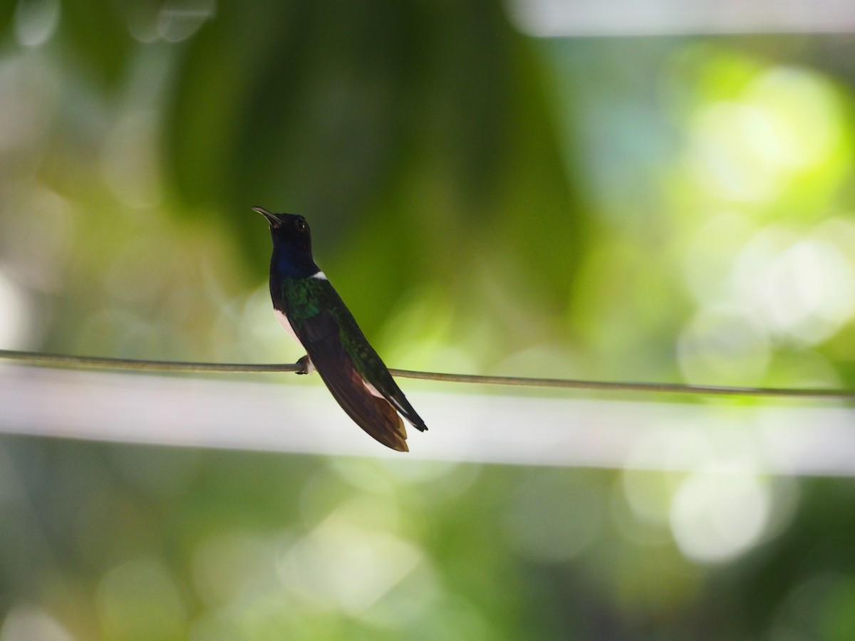 White-necked Jacobin - ML637166479