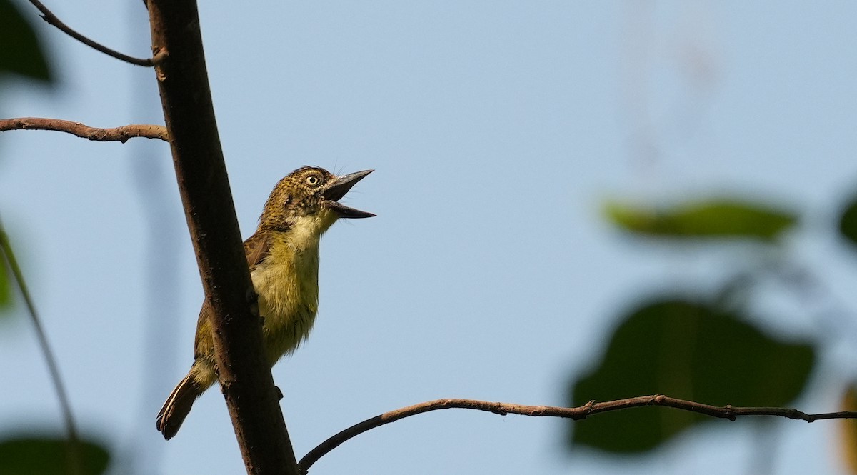 Speckled Tinkerbird - ML637166481