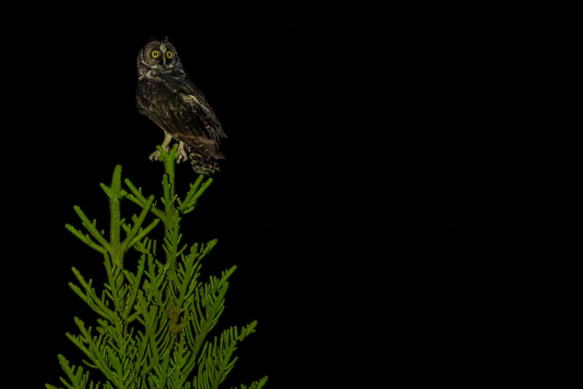 Stygian Owl - ML637166492