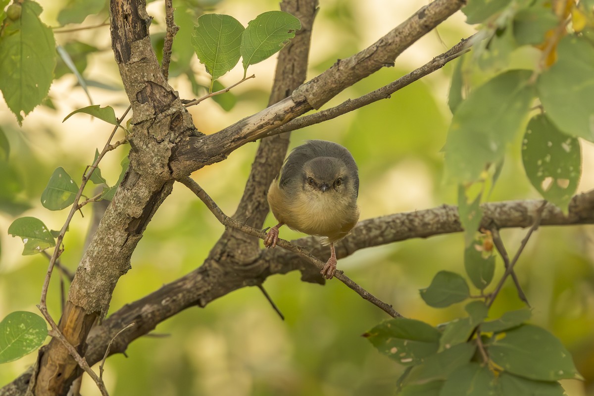 Long-billed Crombec - ML637166493