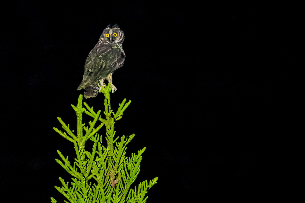 Stygian Owl - ML637166494