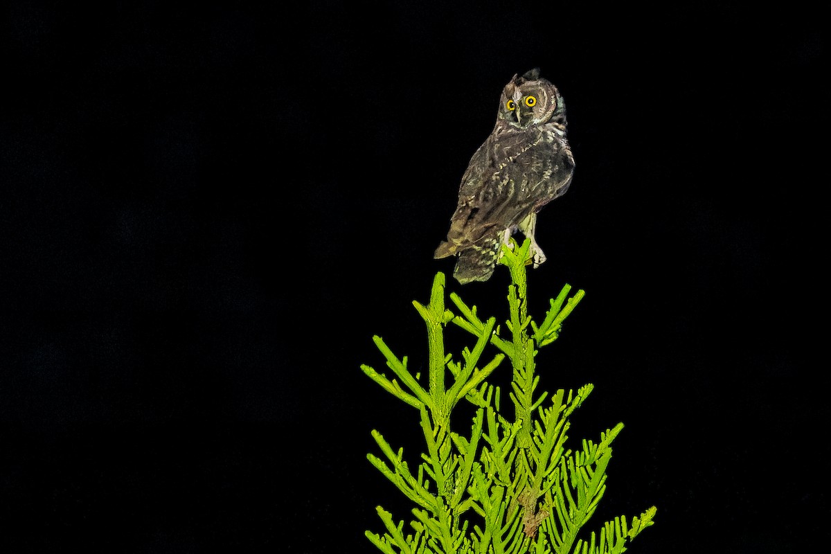 Stygian Owl - ML637166495