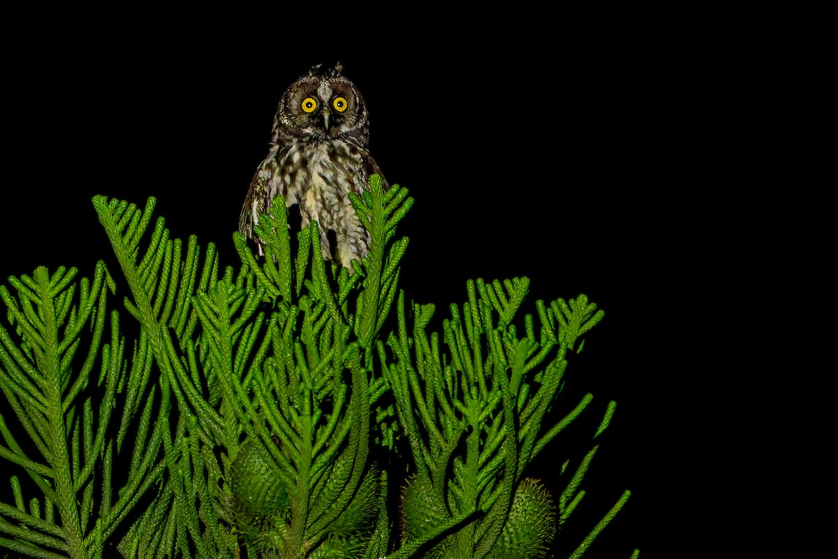 Stygian Owl - ML637166496