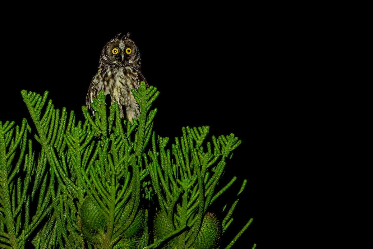 Stygian Owl - ML637166497