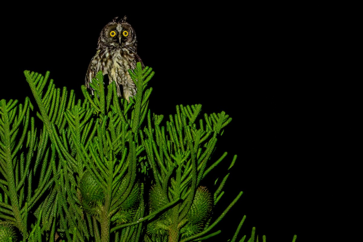 Stygian Owl - ML637166498