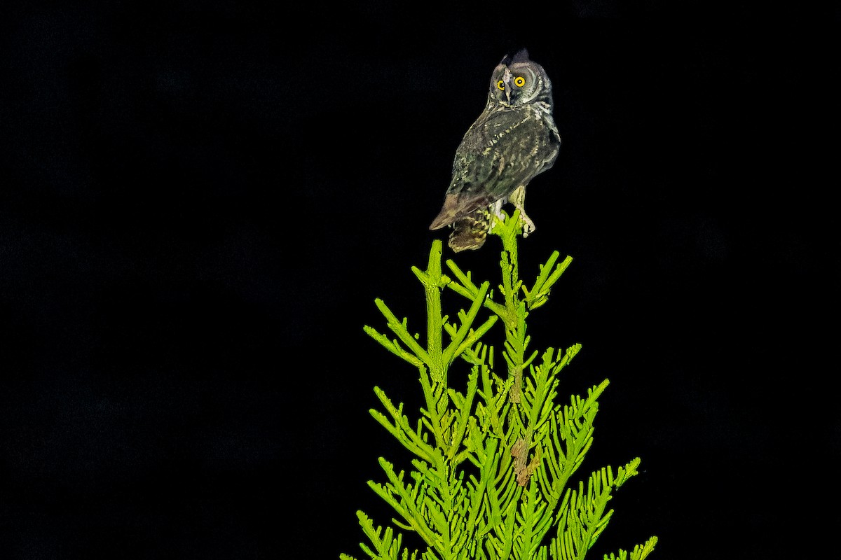 Stygian Owl - ML637166499