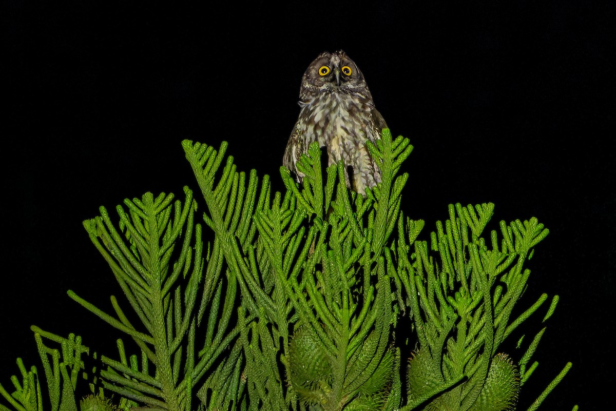 Stygian Owl - ML637166501