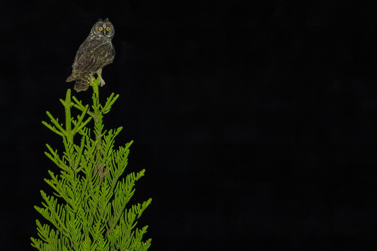 Stygian Owl - ML637166502