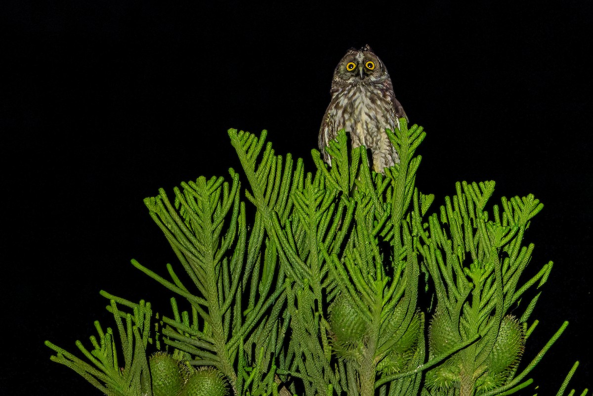 Stygian Owl - ML637166503