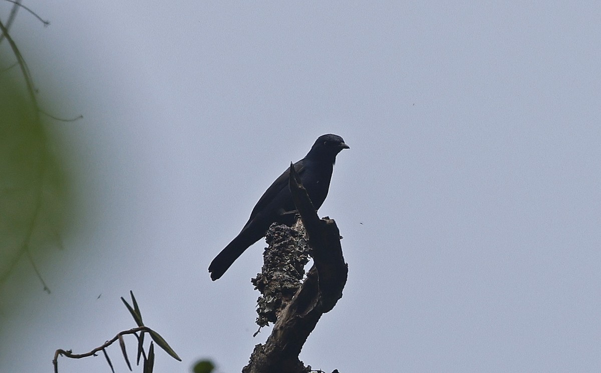 Stuhlmann's Starling - ML637166511