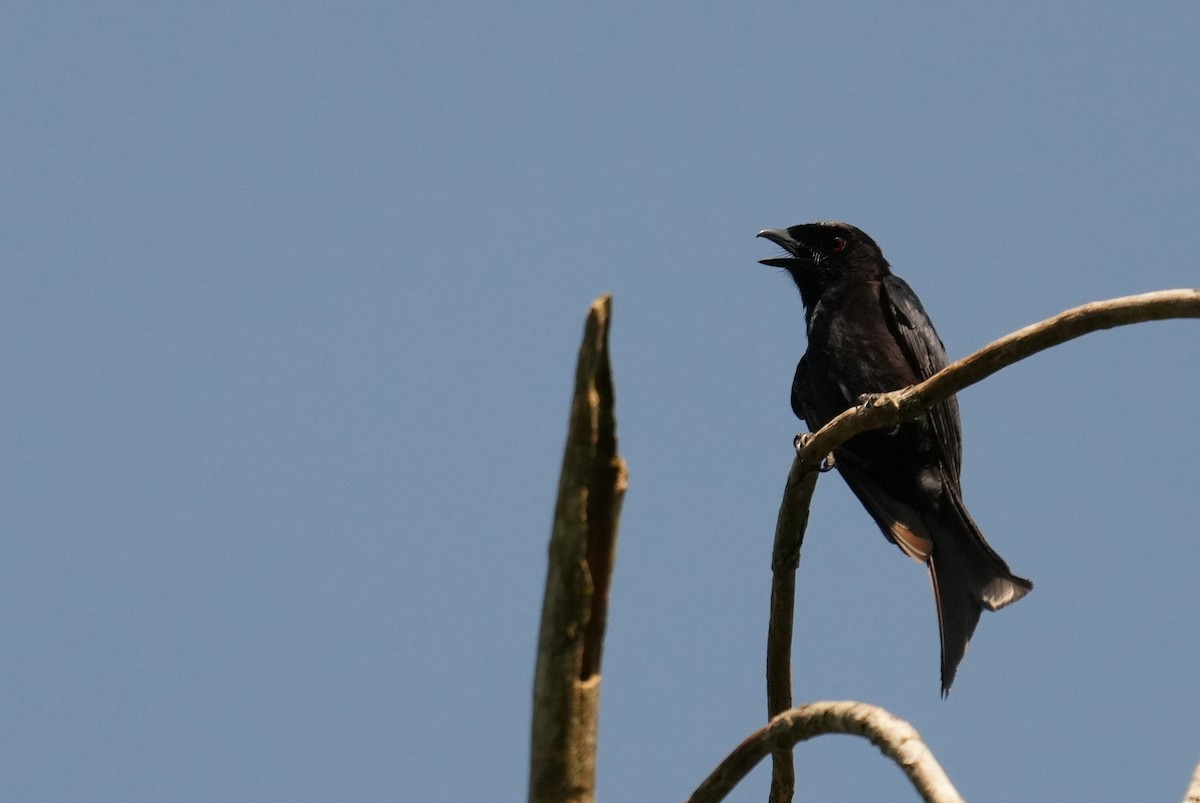 Velvet-mantled Drongo - ML637166559