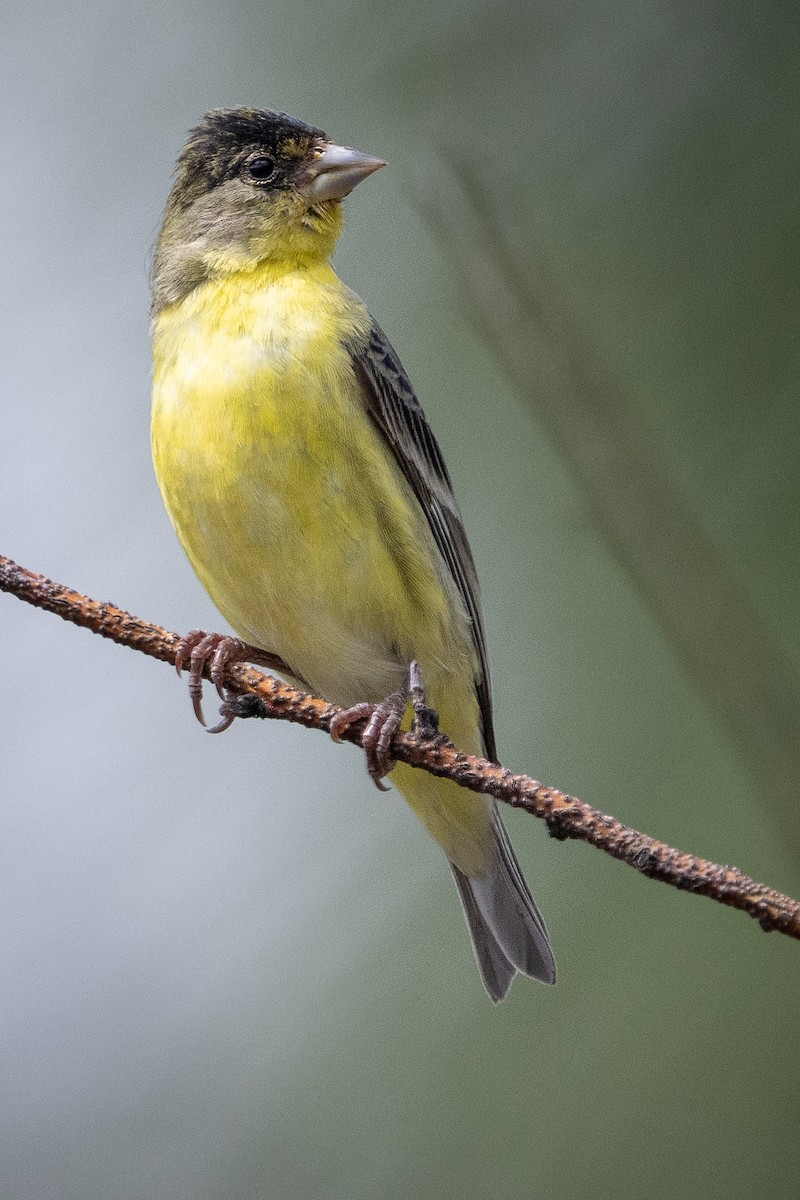 Lesser Goldfinch - ML637166611