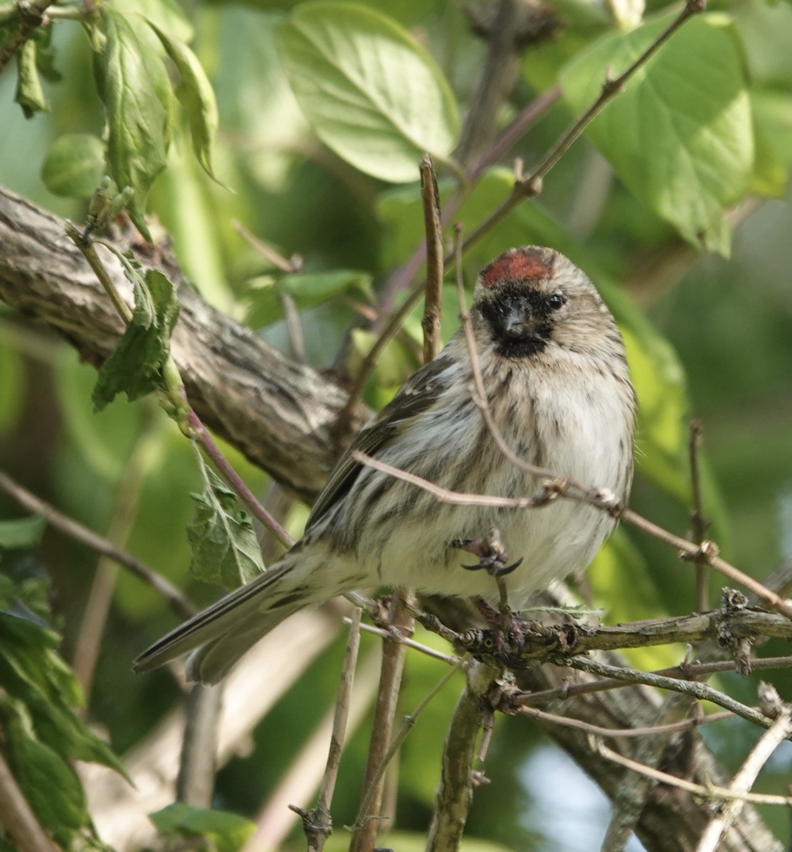 Redpoll - ML637166621