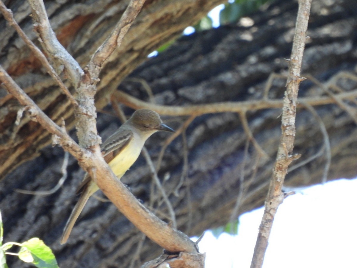 Brown-crested Flycatcher - ML637166636