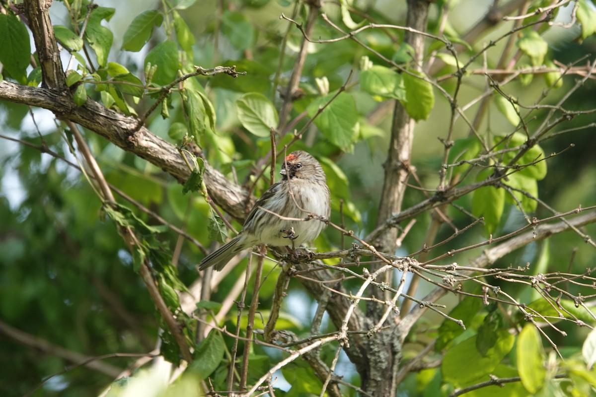 Redpoll - ML637166639